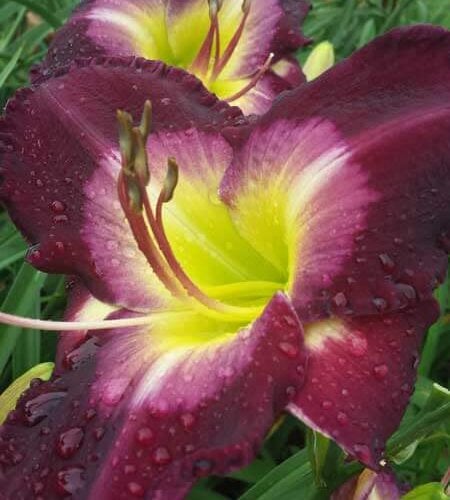 Another Night daylily