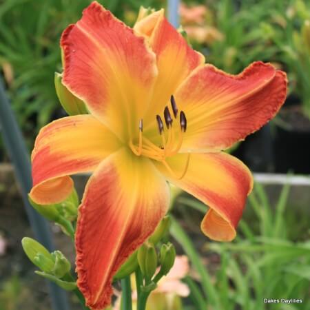 Panic in Detroit daylily