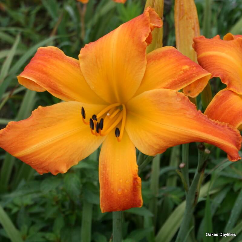Highland Pinched Fingers daylily