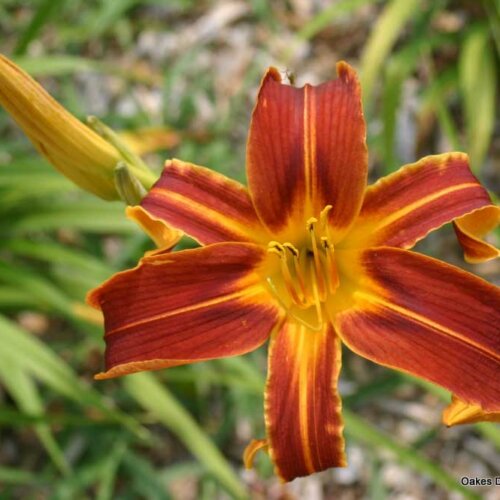 Oakes-Daylilies-Brown- Recluse-daylily-001