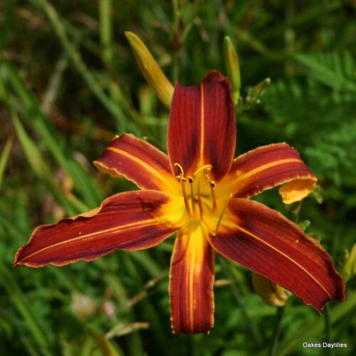 Oakes-Daylilies-Brown- Recluse-daylily-002