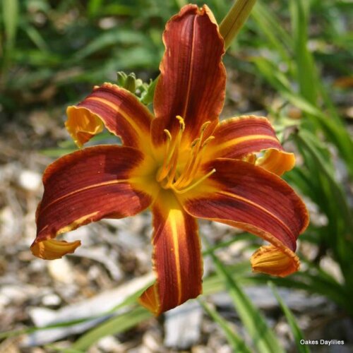 Oakes-Daylilies-Brown- Recluse-daylily-003