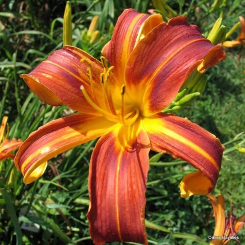 Oakes-Daylilies-Brown- Recluse-daylily-004