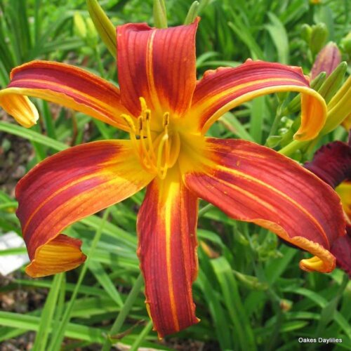 Oakes-Daylilies-Brown- Recluse-daylily
