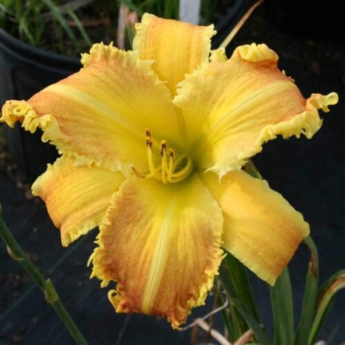 Oakes-Daylilies-Heavenly-Beginnings-daylily-002