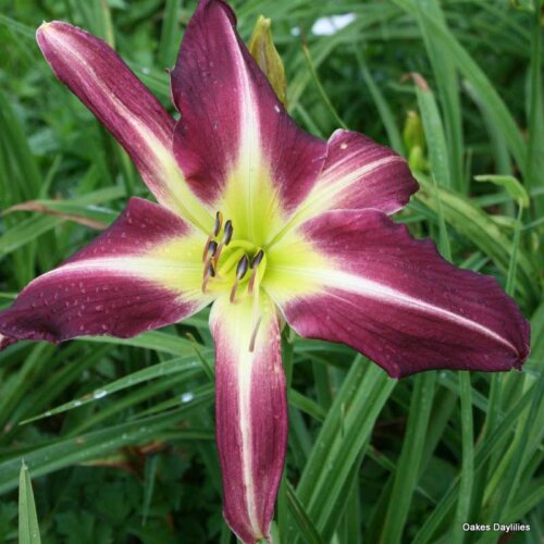 Oakes-Daylilies-Peacock-Maiden-daylily-001