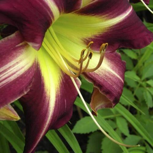 Oakes-Daylilies-Peacock-Maiden-daylily-002