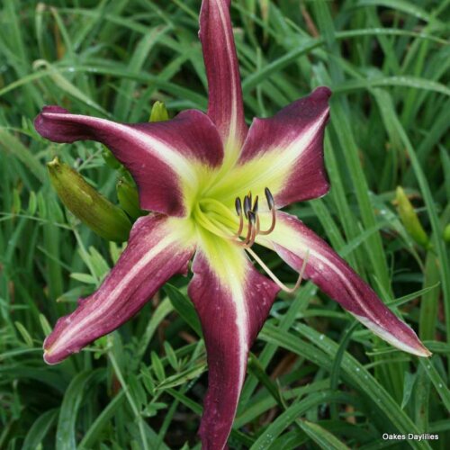 Oakes-Daylilies-Peacock-Maiden-daylily