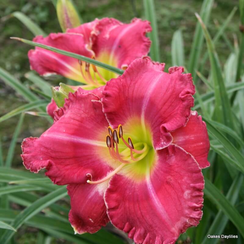 African Chant Daylily