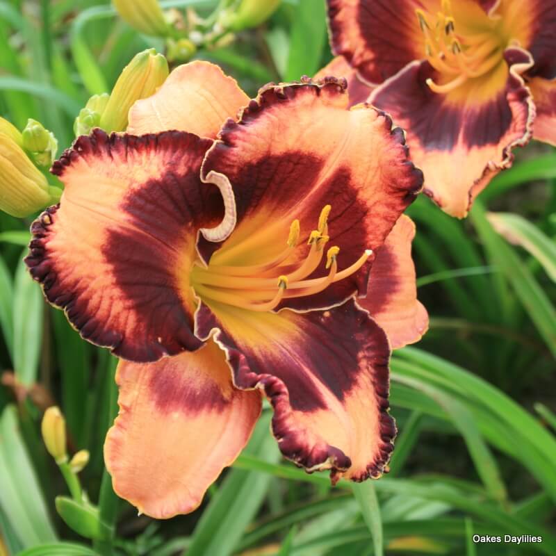 light orchid blooms with deep violet eyezone and edge daylily