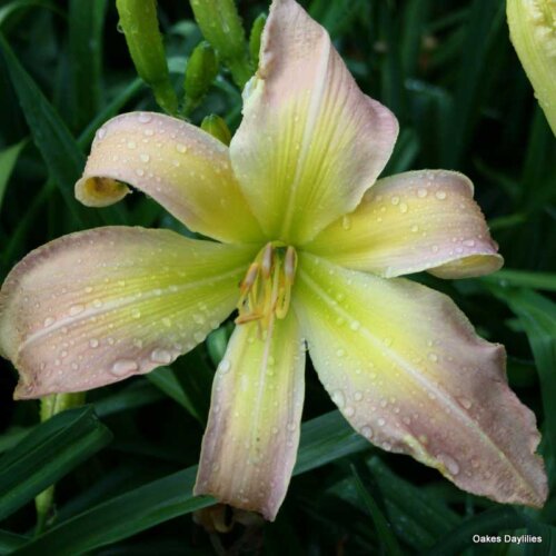 Oakes-Daylilies-Isabel's-Spider-daylily-001