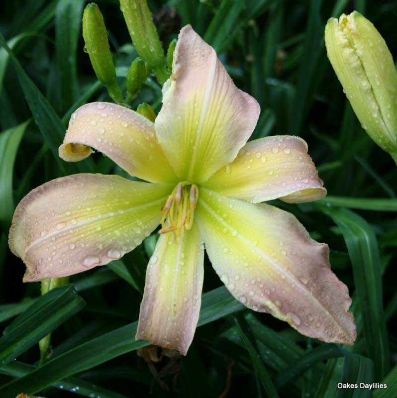 Isabel's Spider Daylily
