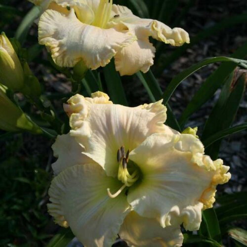 Oakes-Daylilies-Boundless-Beauty-daylily-001