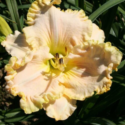 Oakes-Daylilies-Boundless-Beauty-daylily-002
