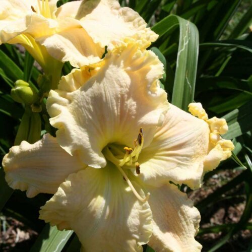 Oakes-Daylilies-Boundless-Beauty-daylily-003
