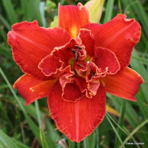 Oakes-Daylilies-Moses-Fire-001
