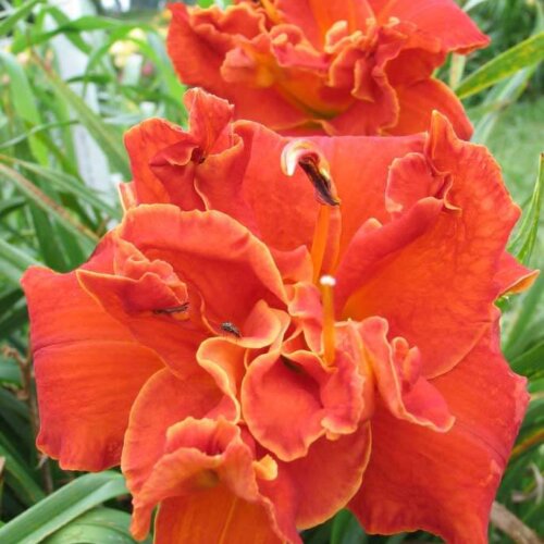 Oakes-Daylilies-Moses-Fire-003