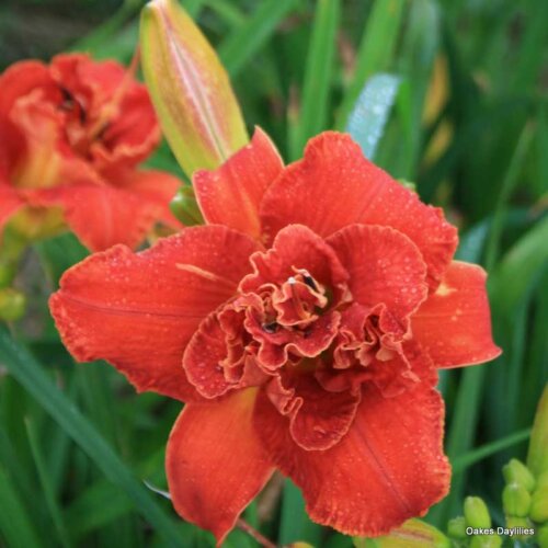Oakes-Daylilies-Moses-Fire