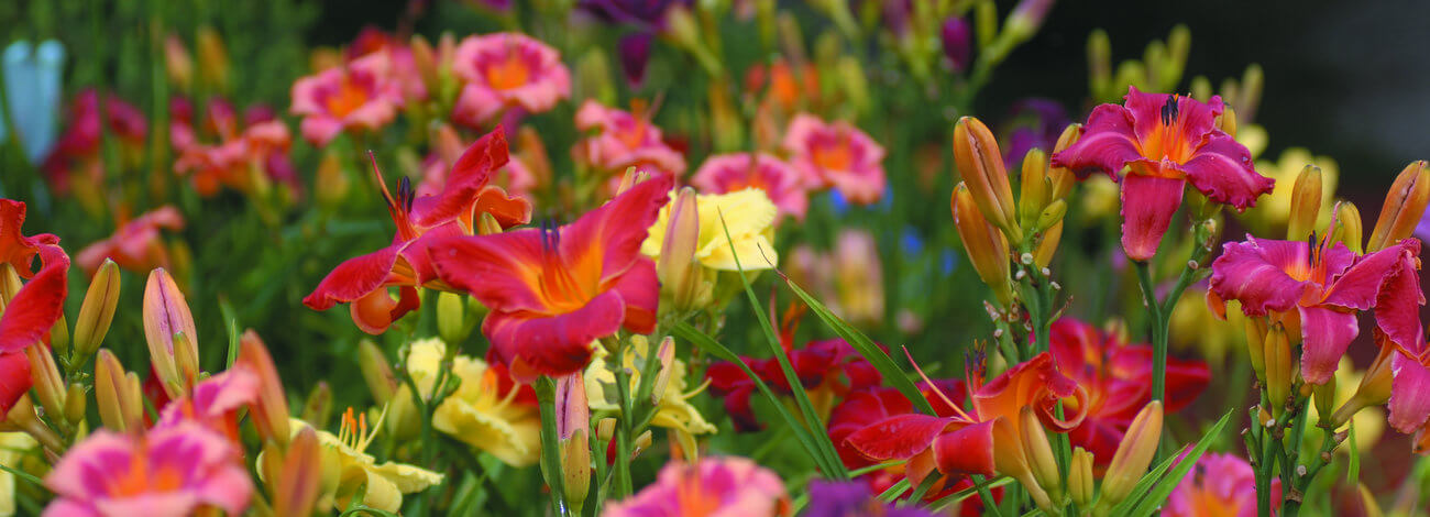 Summer Care for Fabulous-looking Daylilies