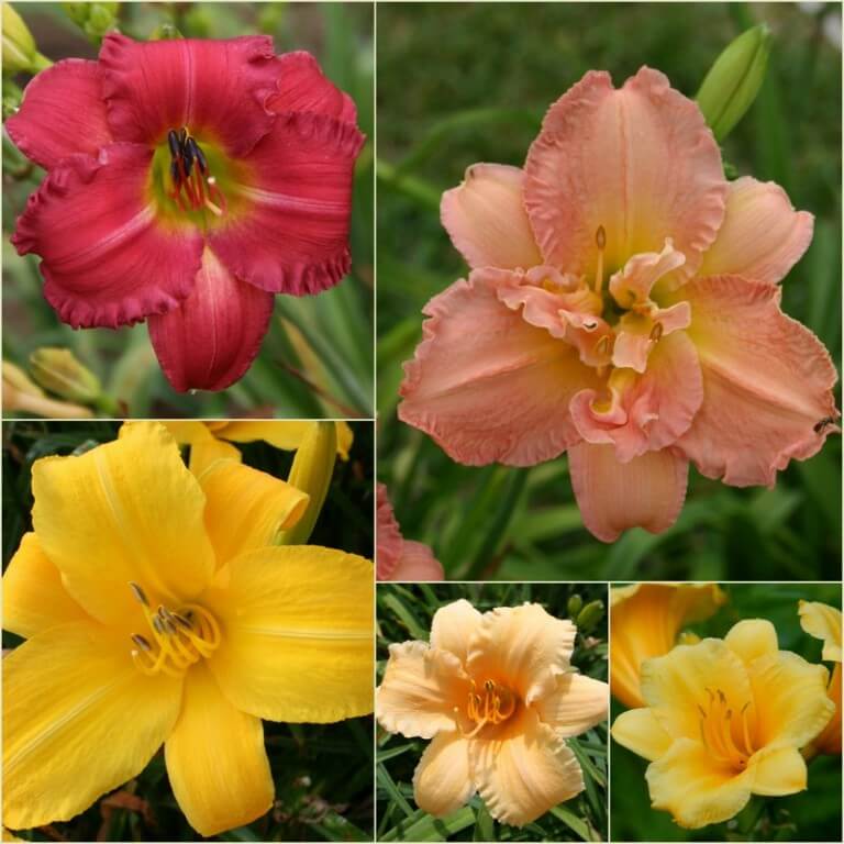 Oakes Daylilies - Top 20 Rebloomers