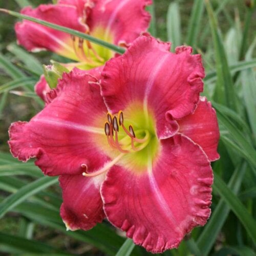 Oakes-Daylilies-Amy's-Pink-daylily