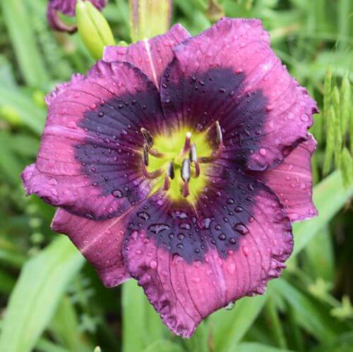 Kansas Kitten daylily purple daylily with deep purple eyezone
