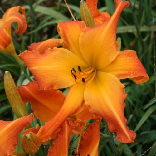 Oakes-Daylilies-Highland-Pinched-Fingers-daylily-002