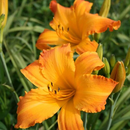 Oakes-Daylilies-Highland-Pinched-Fingers-daylily-003