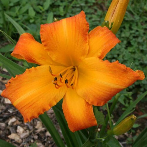 Oakes-Daylilies-Highland-Pinched-Fingers-daylily-004