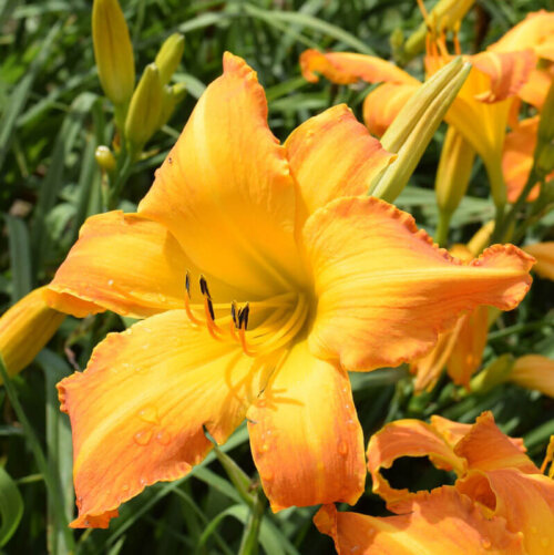 Oakes-Daylilies-Highland-Pinched-Fingers-daylily-005