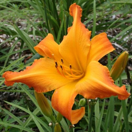 Oakes-Daylilies-Highland-Pinched-Fingers-daylily