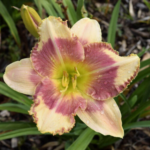Oakes-Daylilies-Morning-Comes-Electric-daylily-001