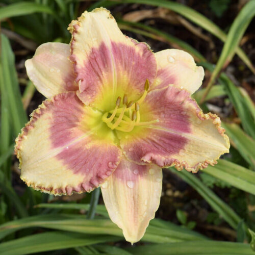 Oakes-Daylilies-Morning-Comes-Electric-daylily