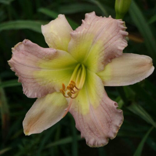 Oakes-Daylilies-The-Reason-Y-daylily-001