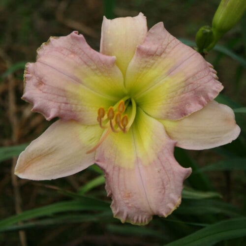 Oakes-Daylilies-The-Reason-Y-daylily-002