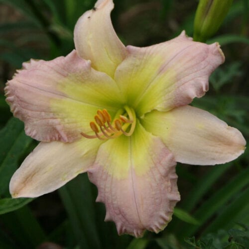 Oakes-Daylilies-The-Reason-Y-daylily