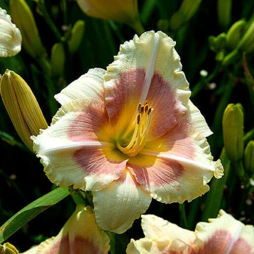 Oakes-Daylilies-When-My-Sweetheart-Returns-daylily-002