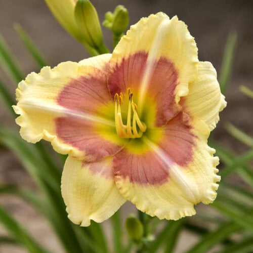 Oakes-Daylilies-When-My-Sweetheart-Returns-daylily