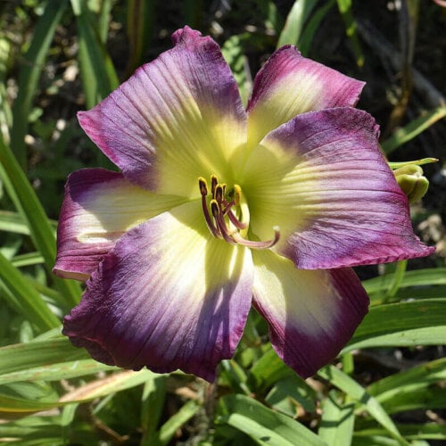 Oakes-Daylilies-Claudine's-Charm-daylily-002