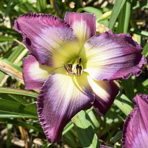 Oakes-Daylilies-Claudine's-Charm-daylily-005