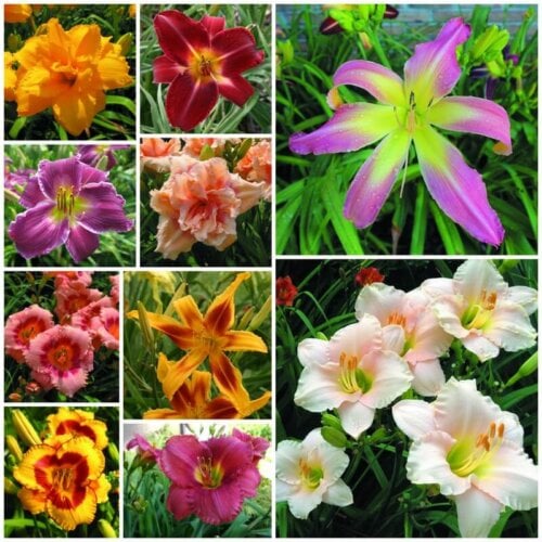 I want it all daylily collection 2021