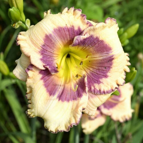 Oakes-Daylilies-Adena-Imposter-daylily-002