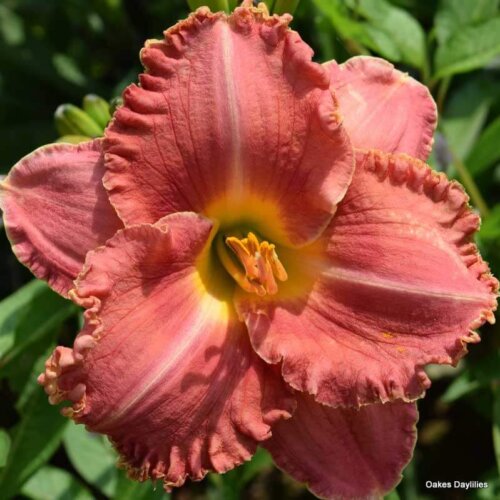 Oakes-Daylilies-Gypsy-Rose-daylily-002