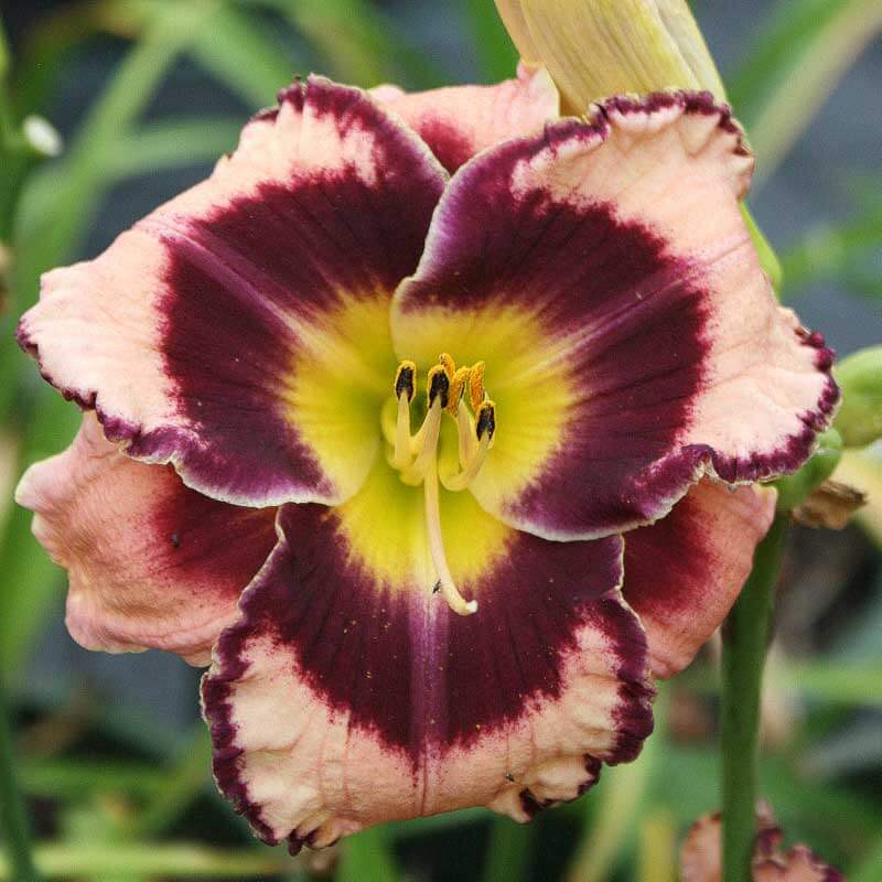 buff colored daylily with deep purple eyezone and edge