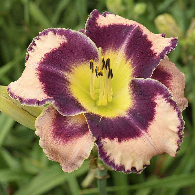 Rock Solid daylily