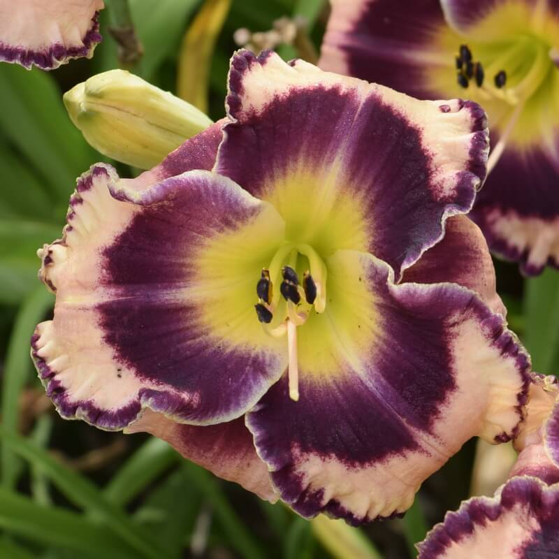 Rock Solid daylily