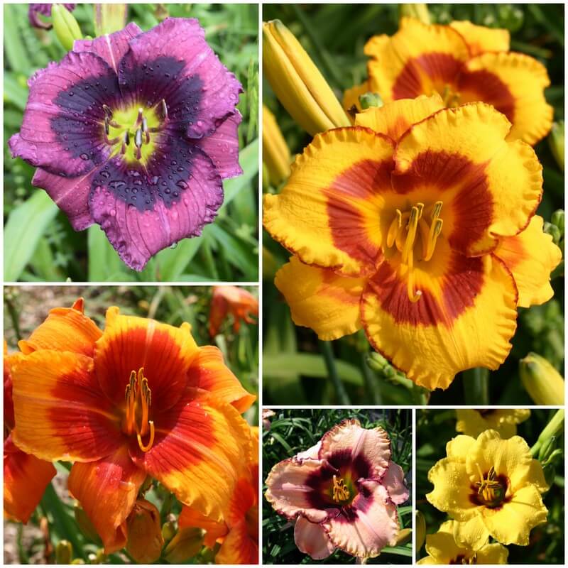 The Eyes Have It Daylily Collection