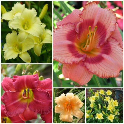 Collection of reblooming daylilies