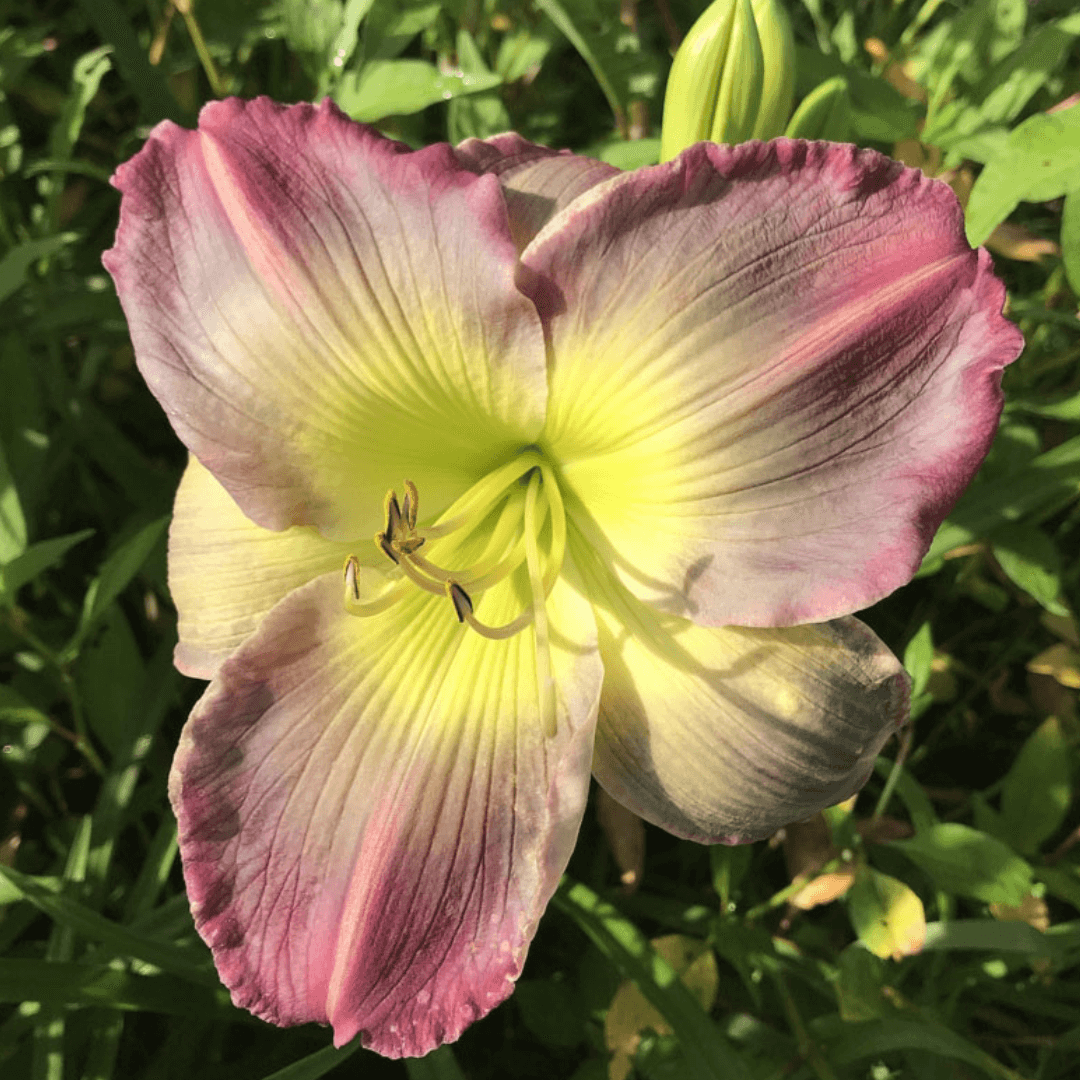 Pigment of Imagination Daylily