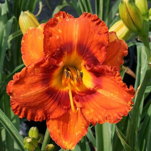 Oakes-Daylilies-Lava-Flow-daylily